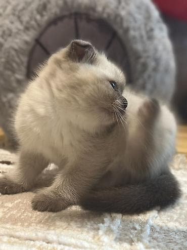 pişik qabı: Şotland, Erkək, Dişi — 2