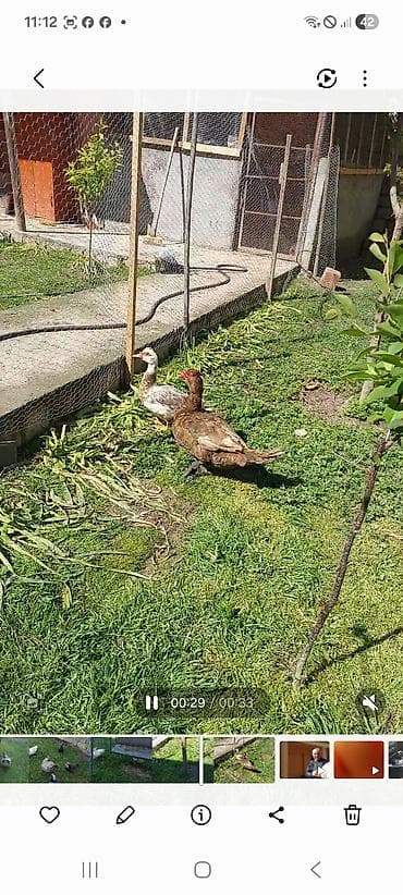 lavanda ördək: Lal yapon ördəklər xoruzdar kül öküz qırmızı öküz sortudu — 2