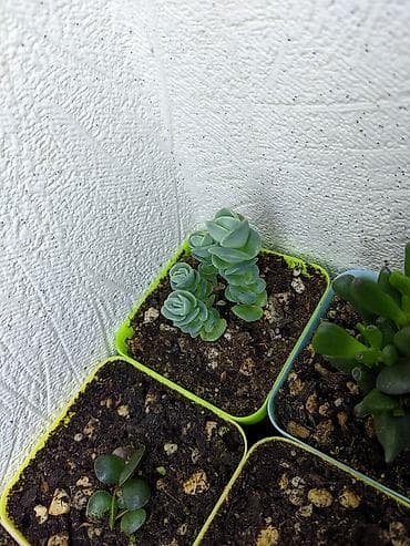 günəbaxan yağı qiyməti: Sukkulentlər. Sağlam və dözümlü bitkilərdi. Uzun müddət susuz qala — 8