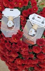 loreva reed diffuser: Maşın ətiri — 1