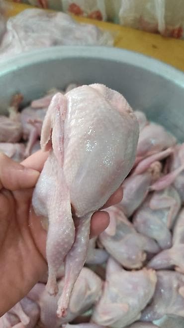 first class cay: Cox Dadli Sizde Alin! Her Ölçüdə her Böyüklükdə Bildirçin etimiz var — 5