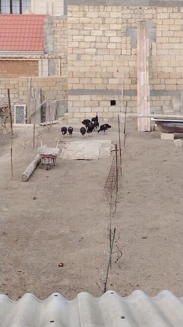 золотая шиншилла купить: Həm ətlik həm damazlıq 38 ədəd fərə hinduşka diri çəki 16 manat — 6