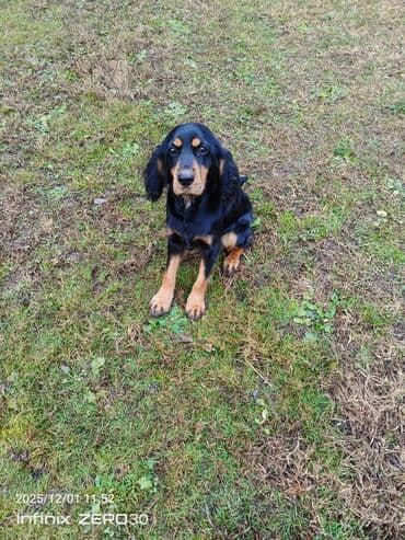 Кокер спаниель, 9 месяцев — 4