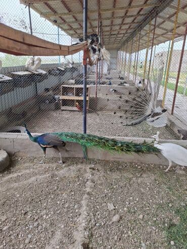 Müxtəlif rəng və növlərdə tovuz quşları satılır. Quşlar sağlam və lalafo.az -da Müxtəlif rəng və növlərdə tovuz quşları satılır. Quşlar sağlam və