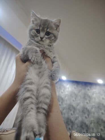 fold: Şotland, Dişi — 7