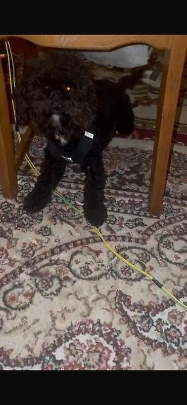 1 год, Самец, Самовывоз