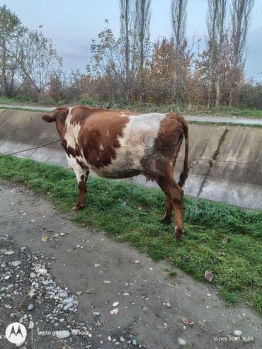 Quzu: Südlük inək - Rəng: qırmızı-ağ ləkəli 3 ci qarın 8 aylıq boğazdir — 1