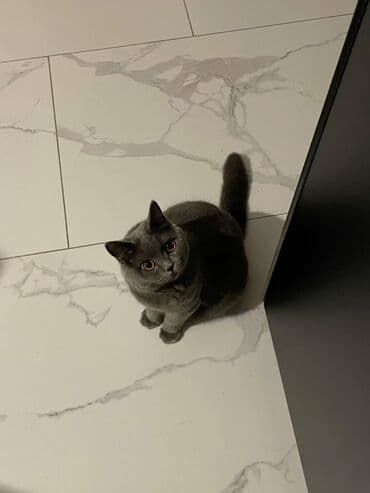 pişik sumkasi: Britan, Dişi, Yaxşı əllərə, Ödənişli çatdırılma — 2