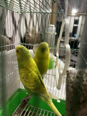 Gəmiricilər: Salam Muhabet qoşdur bir dişi bir Erkekdir qefes yem qabı su qabı — 3