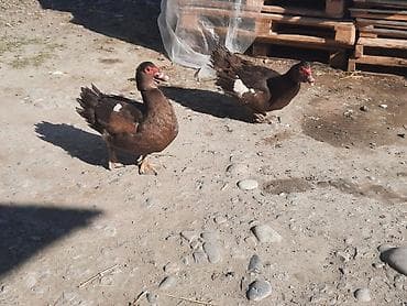 akvarium baliqlari qizil baliq: Musk ördəkləri (indi türk ördəyi də deyilir) – tünd qəhvəyi lələklər — 1