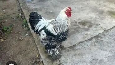 Iki ilin Brama xoruzu təmiz cinsi di qatışqı yoxdu endirim olacaq