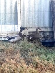 heyvanlara verilen adlar: Məhsul: Ev göyərçinləri (cüt) Təsvir:salam quşlar göz qabağında, maya — 17