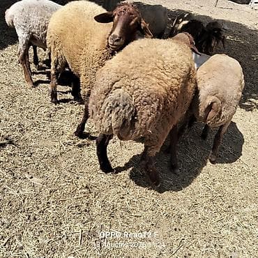 it sekilleri: Qoyunlar – ət və damazlıq üçün Təsvir: - Qəhvəyi rəngli, yerli cinsli — 6