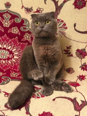 ragdoll pişik: Şotland yastı qulaq, Erkək, Yaxşı əllərə — 5