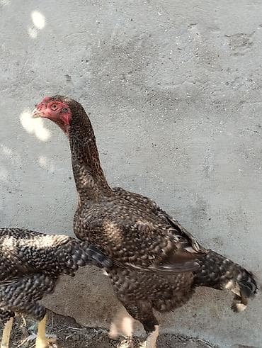 hind qusu daqestan sortu: Toyuq cücələri, Damazlıq — 2