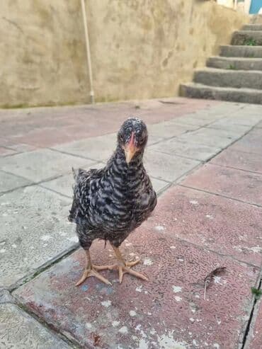 Toyuq cücələri, Damazlıq — 6