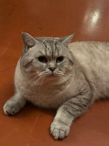 Britan lalafo.az -da Britan