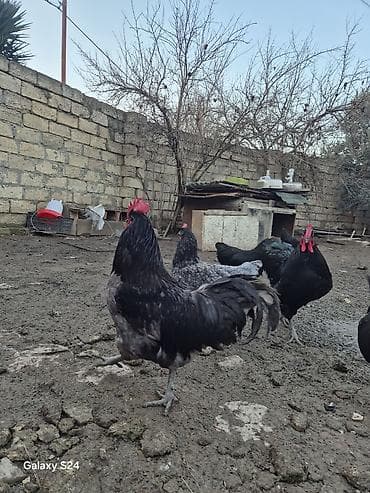 etlik cuce satisi: Salam Aleykum Cavan temiz qan Avstralorp Xoruzu satiram — 4