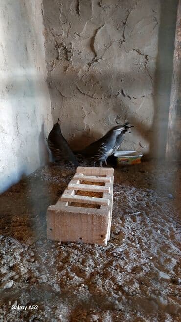 bülbül quşu: 2 dişi 1erkək Kalifornia bildirçinleri satiram cox çevik heyvanlardi — 5