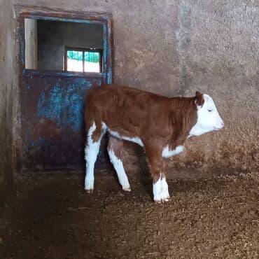Heyvanlar üçün mallar: Hereford tipli buzov - Rəng: qəhvəyi-ağ (ağ baş, ağ pəncələr və qarın — 4