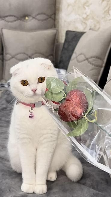 Digər heyvanlar: Şotland yastı qulaq — 2