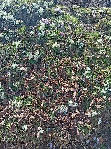 qapı ucuz: Torpaq Vəndam qəsəbəsində yerləşir. Qazı, suyu, işığı telefon xətti — 2