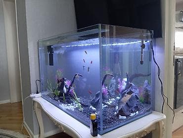 akvarium dekorlari: Dördbucaq akvarium, Balıqlarla birlikdə, 300 l, Pulsuz çatdırılma — 4