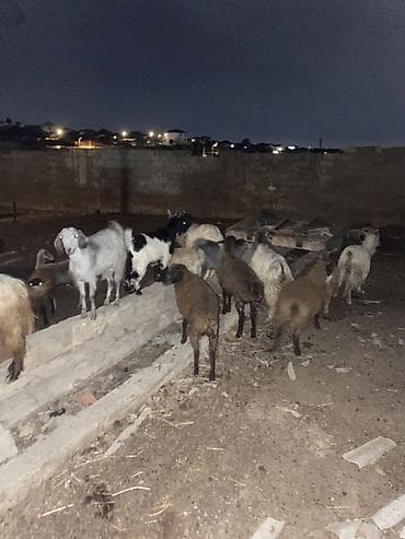 Mal-qara: 13 baş keçi çepiş 1 baş Teke Cemi 14 baş heyvandi — 1