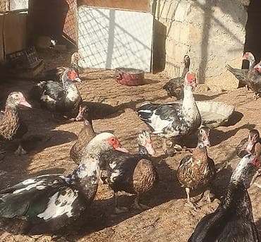 ordək bala: Erkək, | Lal ördək, Ətlik — 1