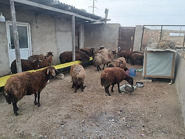 hamster satis: 7 eded yani balali morkaraman qoyunlari satilir — 4