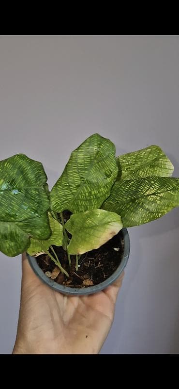 monstera bitkisi: Calathea network — 3