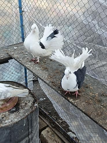 goyercin aliram: Satılır: dekorativ göyərçinlər super quşlardır Deyerinden ucuza — 9