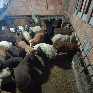 Salam aleyküm saxlamlıq quzularm var satram isdiyen0775431770 elaqe — 9