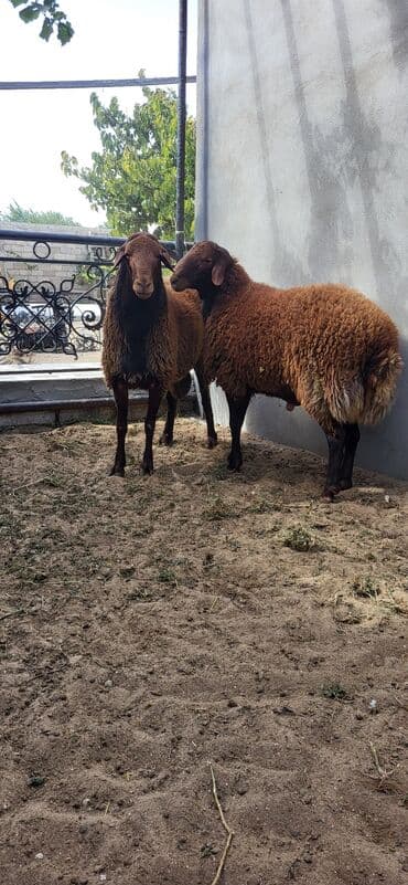 qurbanlıq qoyun: Erkək, Qala, il: 2, 90 kq, Damazlıq, Ünvandan götürmə — 2