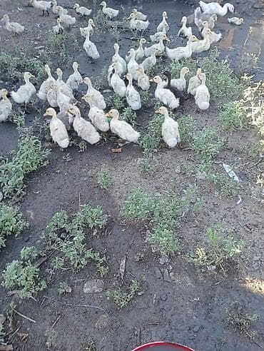 bala dovşan: Məhsul: Pekin Ördək balaları Təsvir: - Təbii şəraitdə saxlanılan — 2