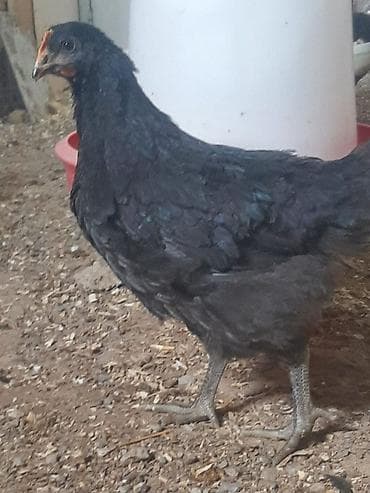 Собаки: Salam Aleykum, Dunyanın ən iri cinsi olan Jersey Gigant toyuqunun — 1