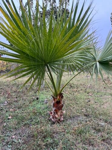çinar ağacı: Dekorativ palma ağacı – fan formalı yarpaqlı, kompakt gövdəli növ — 1