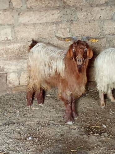 qizil baliq satisi: Hələpden dönme 1 ilik — 2