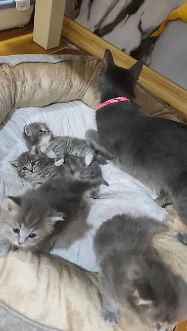 pişik alıram: Ağ tüklü bala pişik – mavi gözlü, qısa tüklü, yumşaq xəzə malik. - — 8