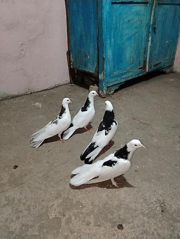 alman avcarkasi satilir: Tecili satilir tutulma saglam quslardi vap akt qiymet 4 dune ayiddi — 2