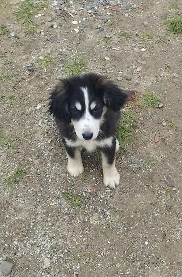 alman coban iti: Koker spaniyel, 2 ay, Dişi, Peyvəndli, Ödənişli çatdırılma — 3