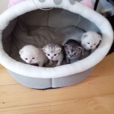 pişik üçün yuva: Şotland yastı qulaq — 3