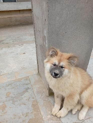 labrador satilir: Akita-inu, 5 ay, Dişi, Peyvəndli — 1