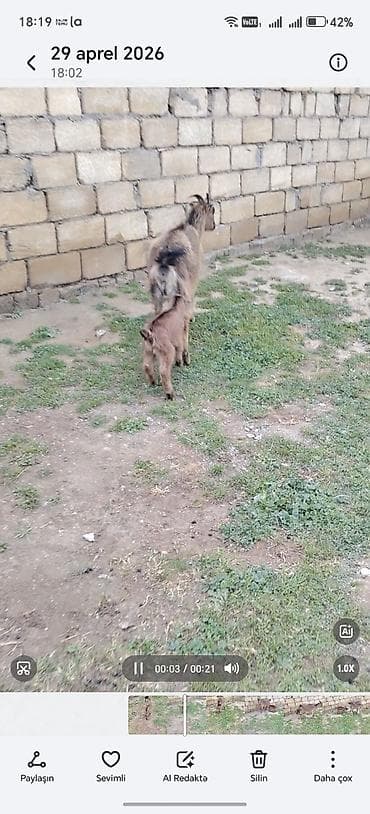 kişi keçə şap şapları: Ana bala 1 ci qarna erkey bala ile — 2