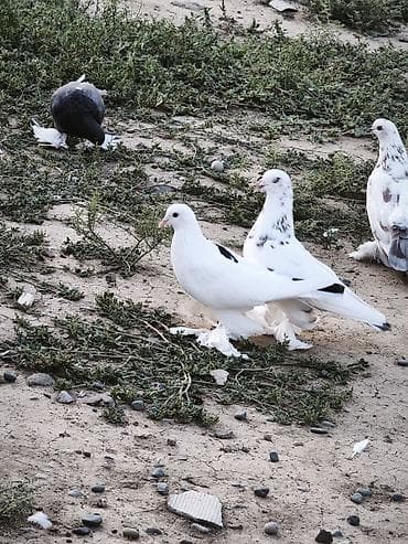 drakon goyercin: Super oynaq quşlar hazır çüt yumurtaya qovur — 1