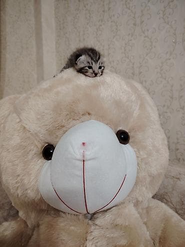 dovşan balaları: Şotland — 4