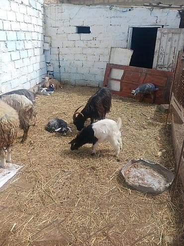 Quzu: Ekiz tek balali keciler — 2