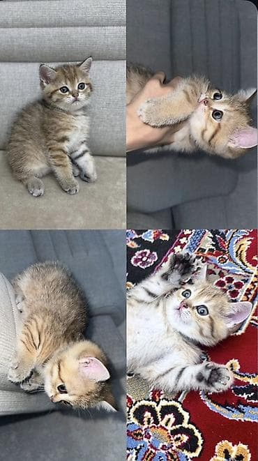 it pişik: Qızıl şinşilla, Erkək — 1