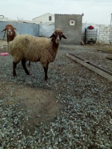 balasına sud verməyən qoyun nə adlanır: Məhsul: Qoyunlar - Növ: Yerli (ehtimalən qaragül/yağlı quyruq tipli) — 2