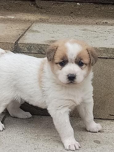 xususi heyvan adlari: Salam Ozune Temmiz Qan Qurdbasar kucuki Axdaran Elaqe Saxlasin 24 — 2